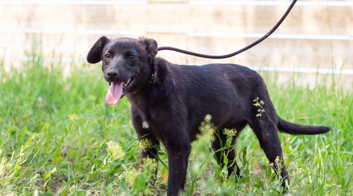 Chiens à adopter